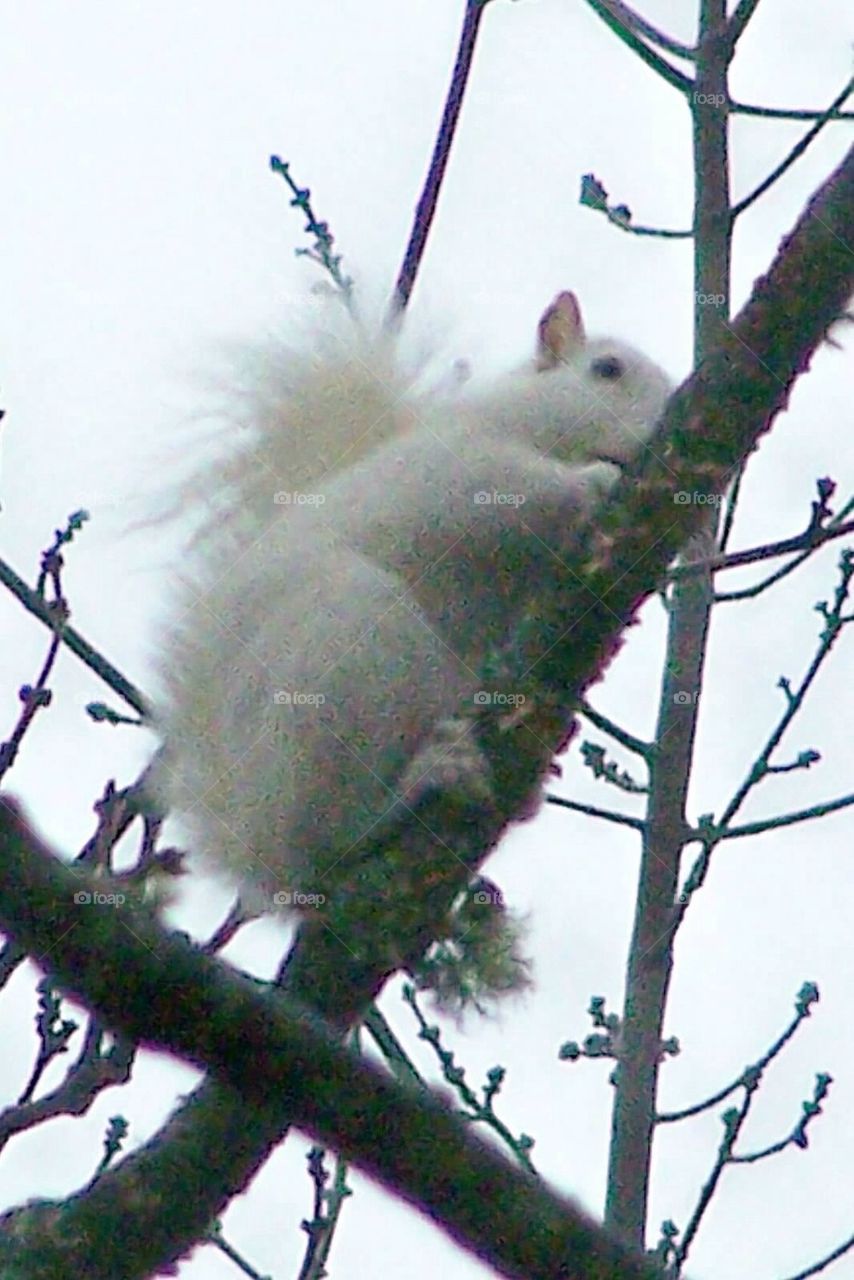 White Squirrel