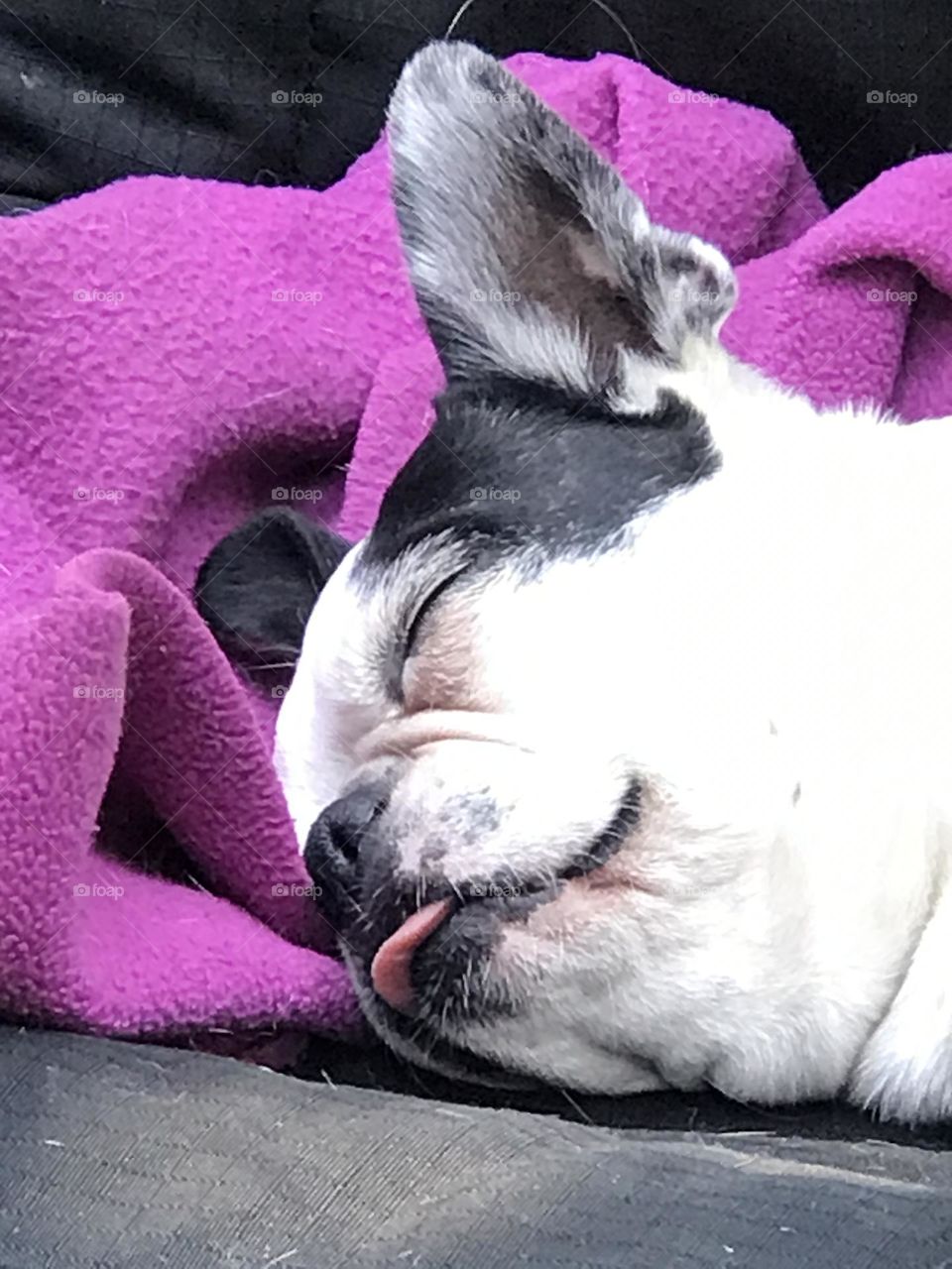 Happily Boston Terrier resting in the shade on a pillowed deck bench on a warm August day. Her head is resting on a purple fleece blanket & she is so peacefully asleep her tongue has slipped out of her mouth & she is snoring lightly. Happy puppy!