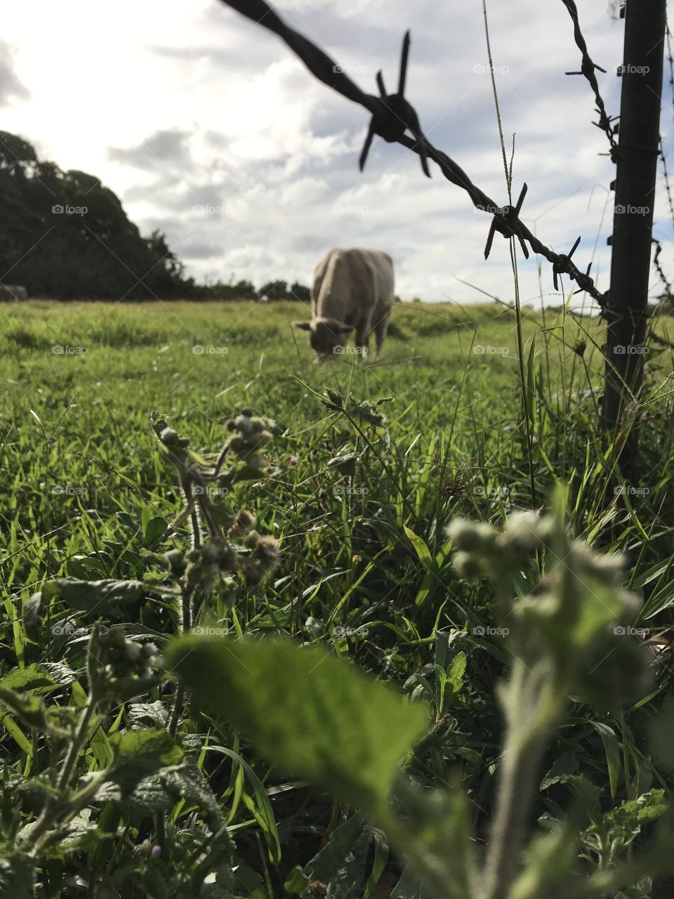 Cow grazing in a pasture. 
