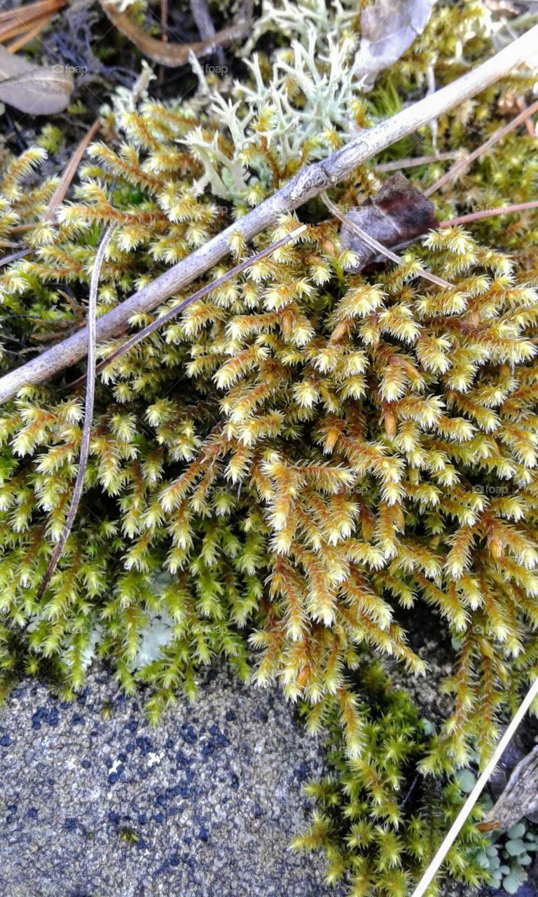 Moss