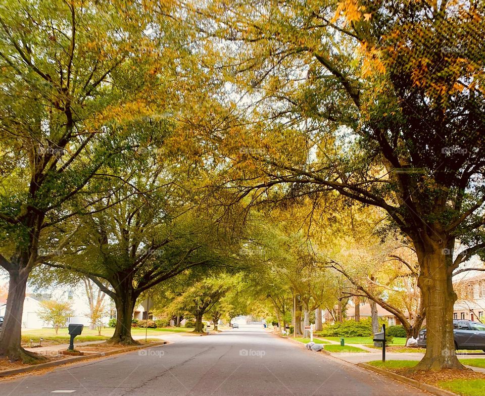 Tree tunnel 