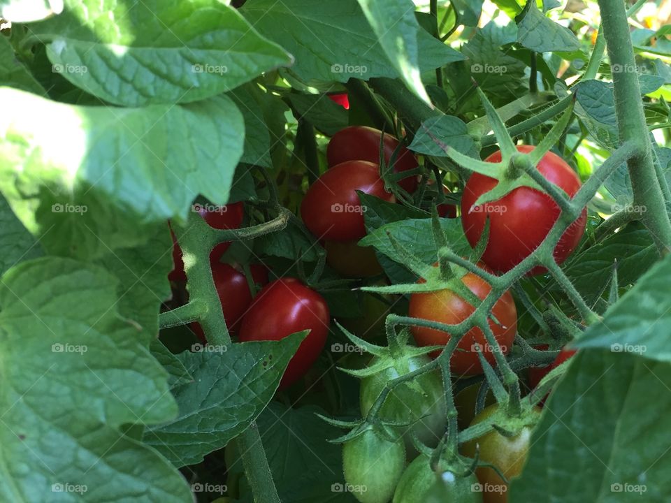 Tomatoes on the Vine