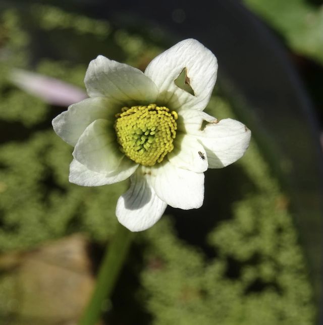 White flowers 