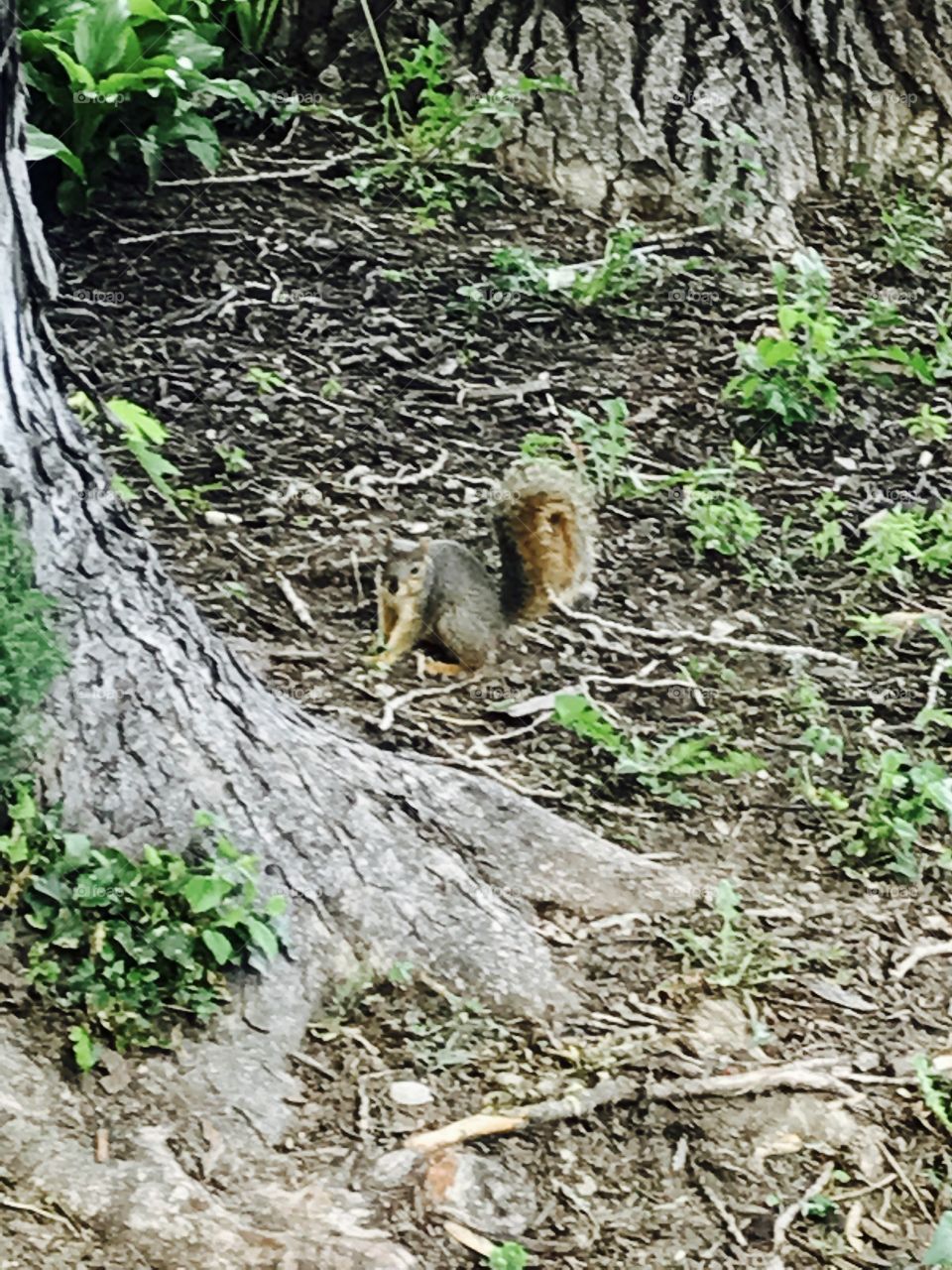 Squirrel business