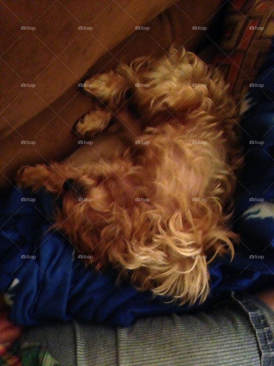 Giorgio doesn't wanna get up!!