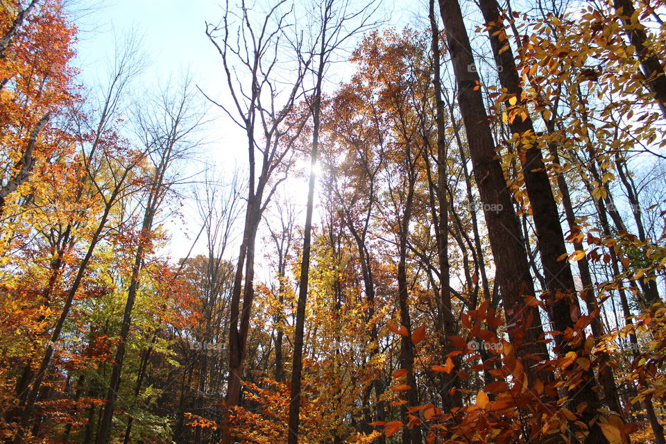 Fall foliage . Hiking trails