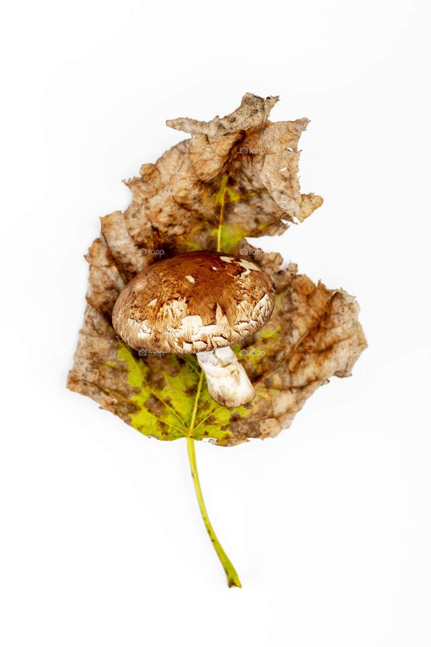 Forest, nature mushroom on a dry leaf on a white background. Plant, ecological composition with forest, wild champignon with a brown hat on a autumn leaf