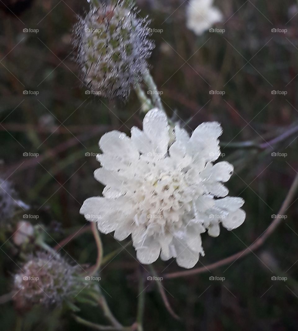 white meadow flower and buds covered in dew in early morning