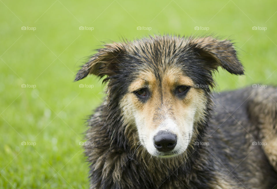 homeless wet dog on a green field. sad looking.   homeless animals concept