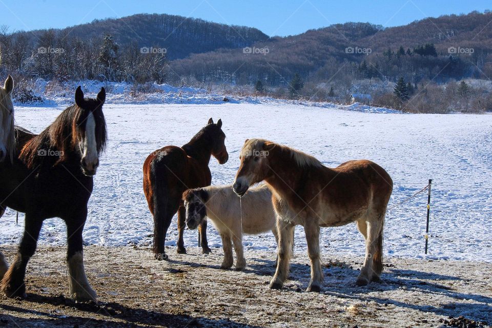 The brown horse on the right had cancer on his left eye and it was removed and now a certain amount of his left side has been taken away. This is why he is drooling on the left side of his mouth ☹️