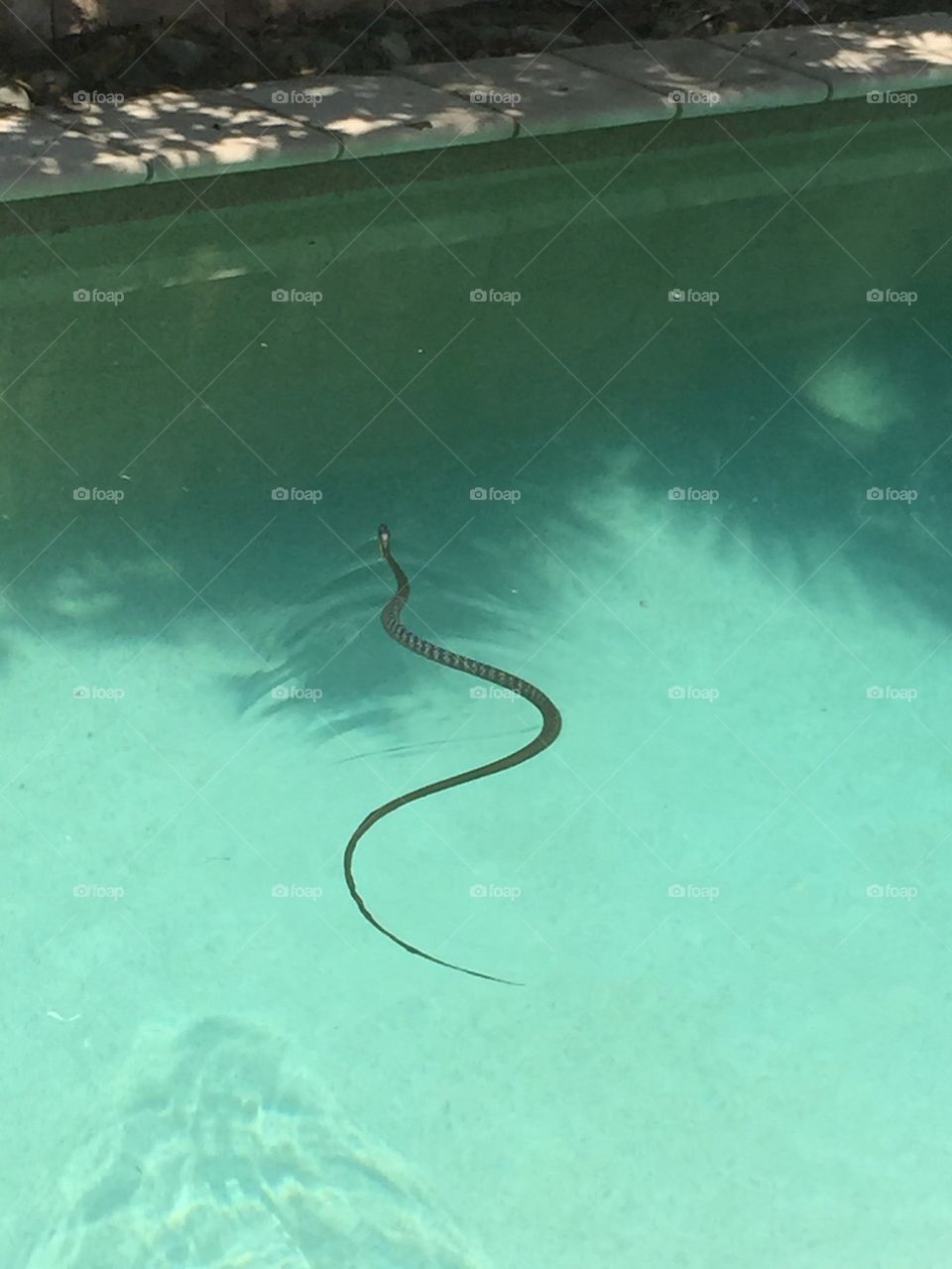 Snake in my pool
