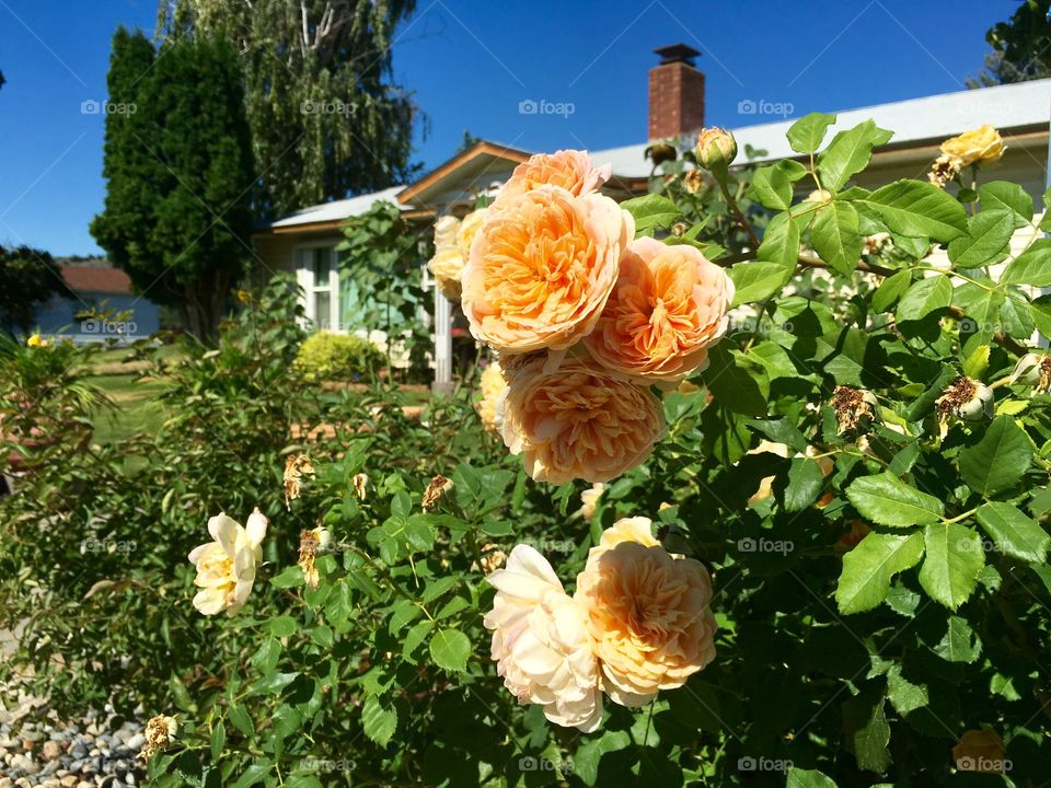 Yellow Roses