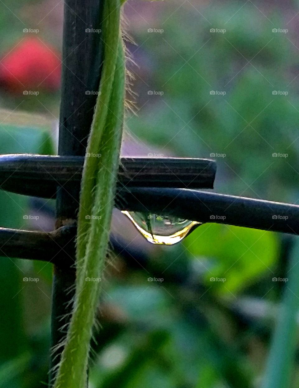 reflection. water droplet in my garden