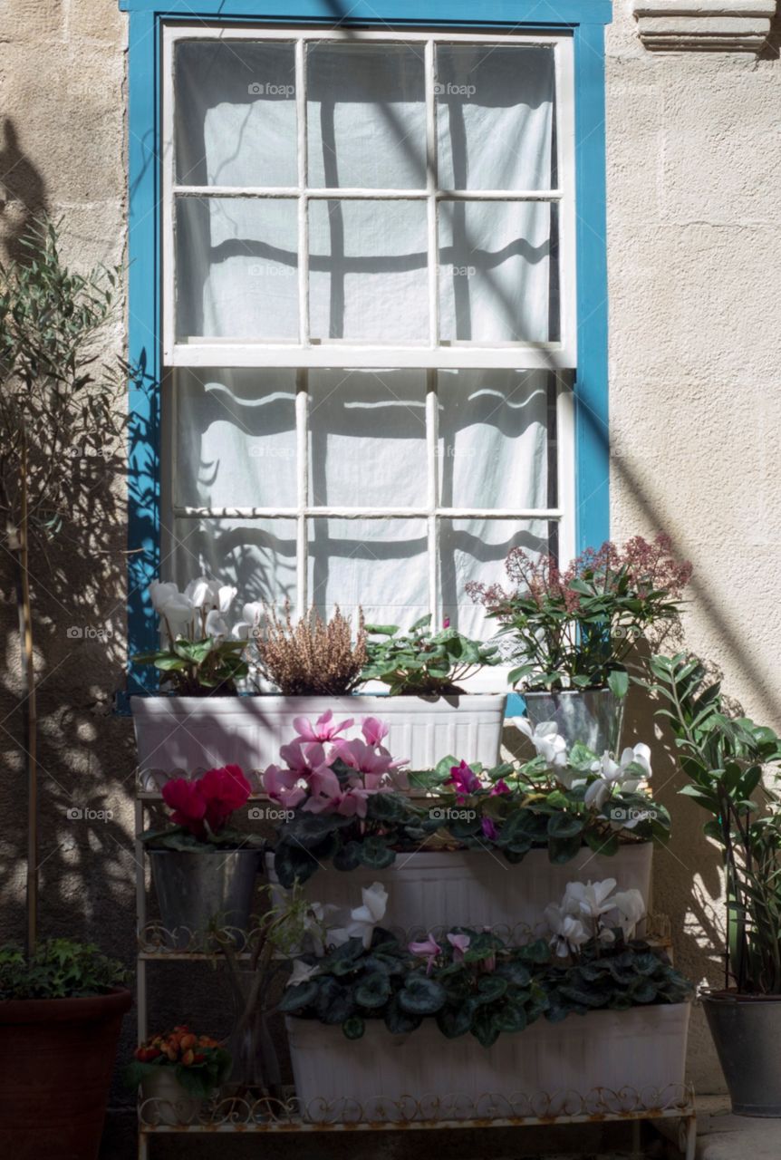 House plants in pots by the window