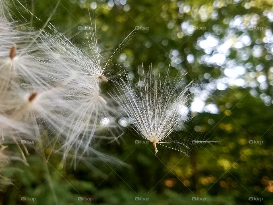 seeds on Wind