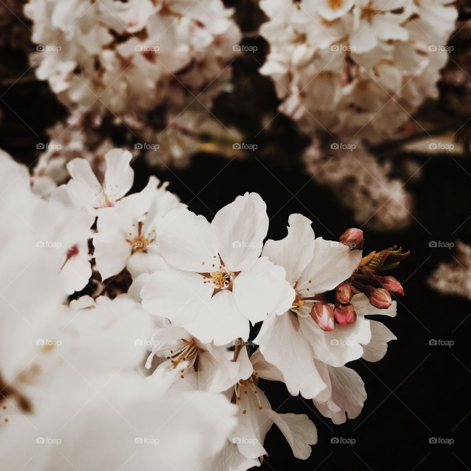 Flowers, spring, pink 