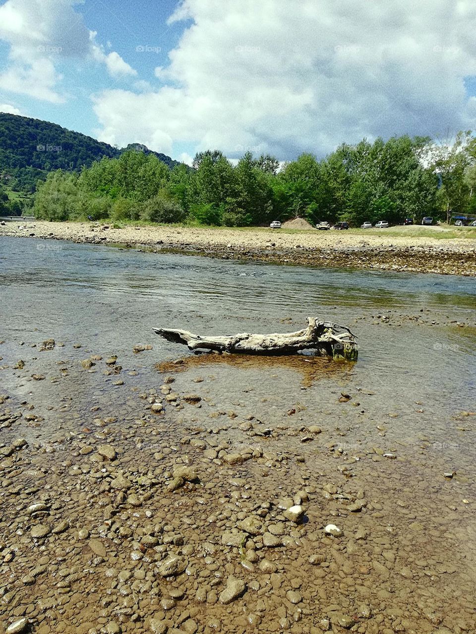 nature, an old log in the river