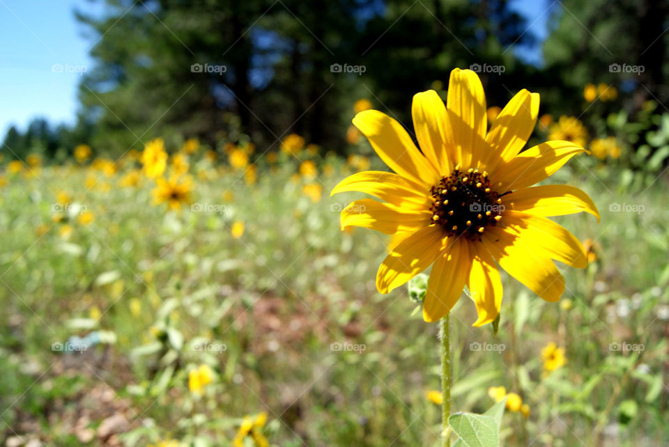 Close-up of yellow flower