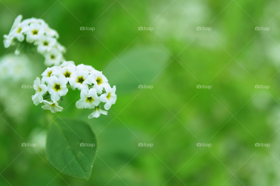 White flowers with natural green leaves background.