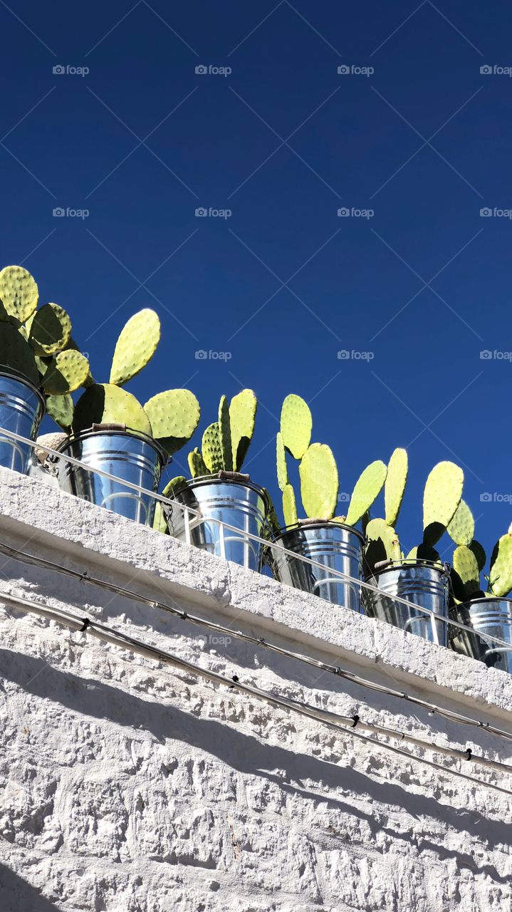 Cactus in line!