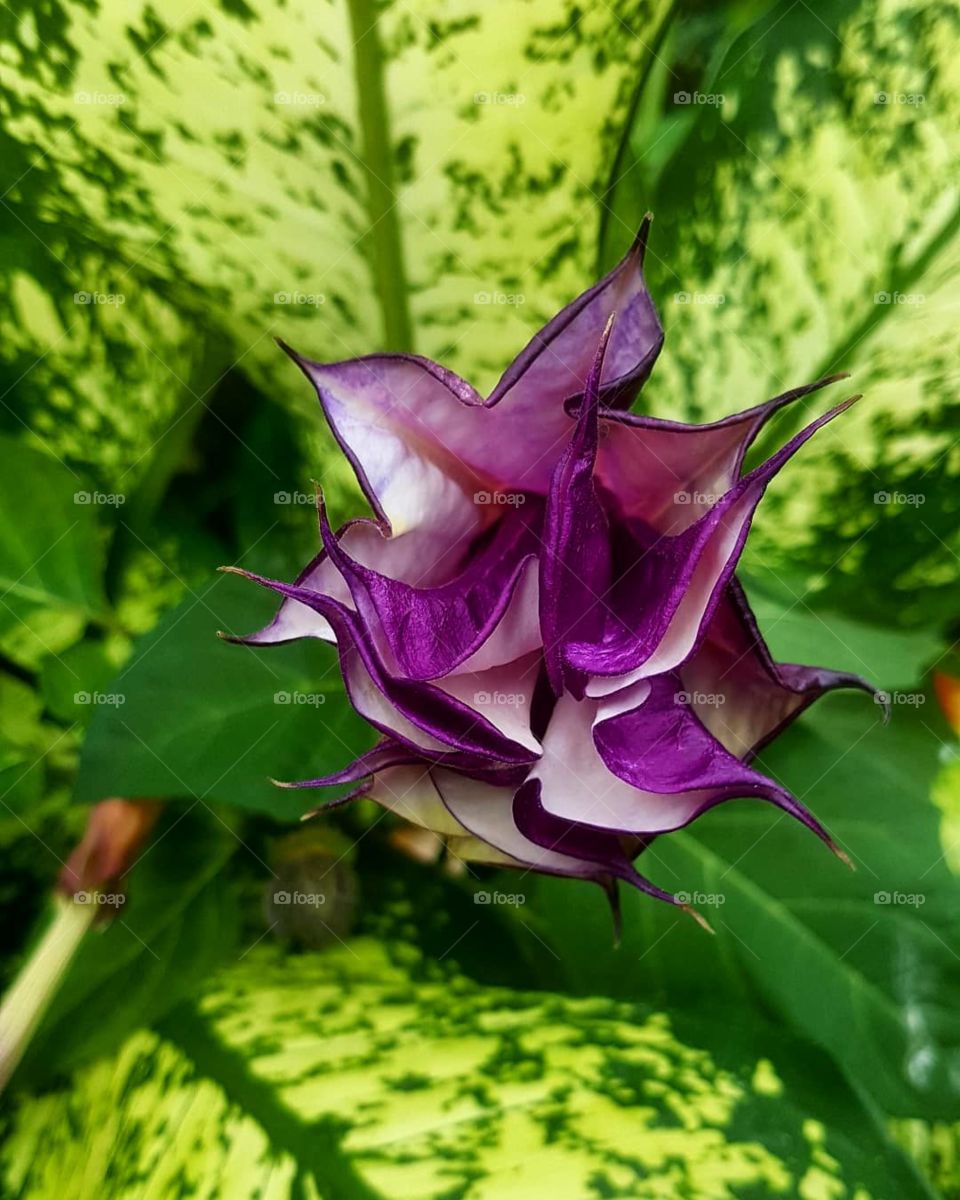 purple flower with strange leaves