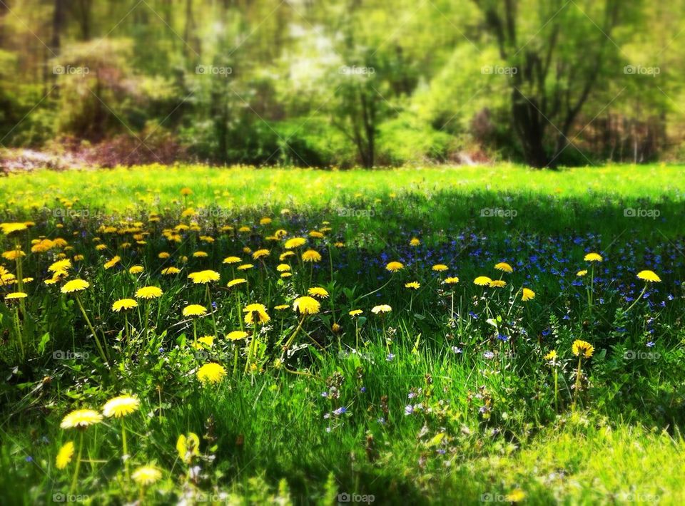 Springtime Flower Field