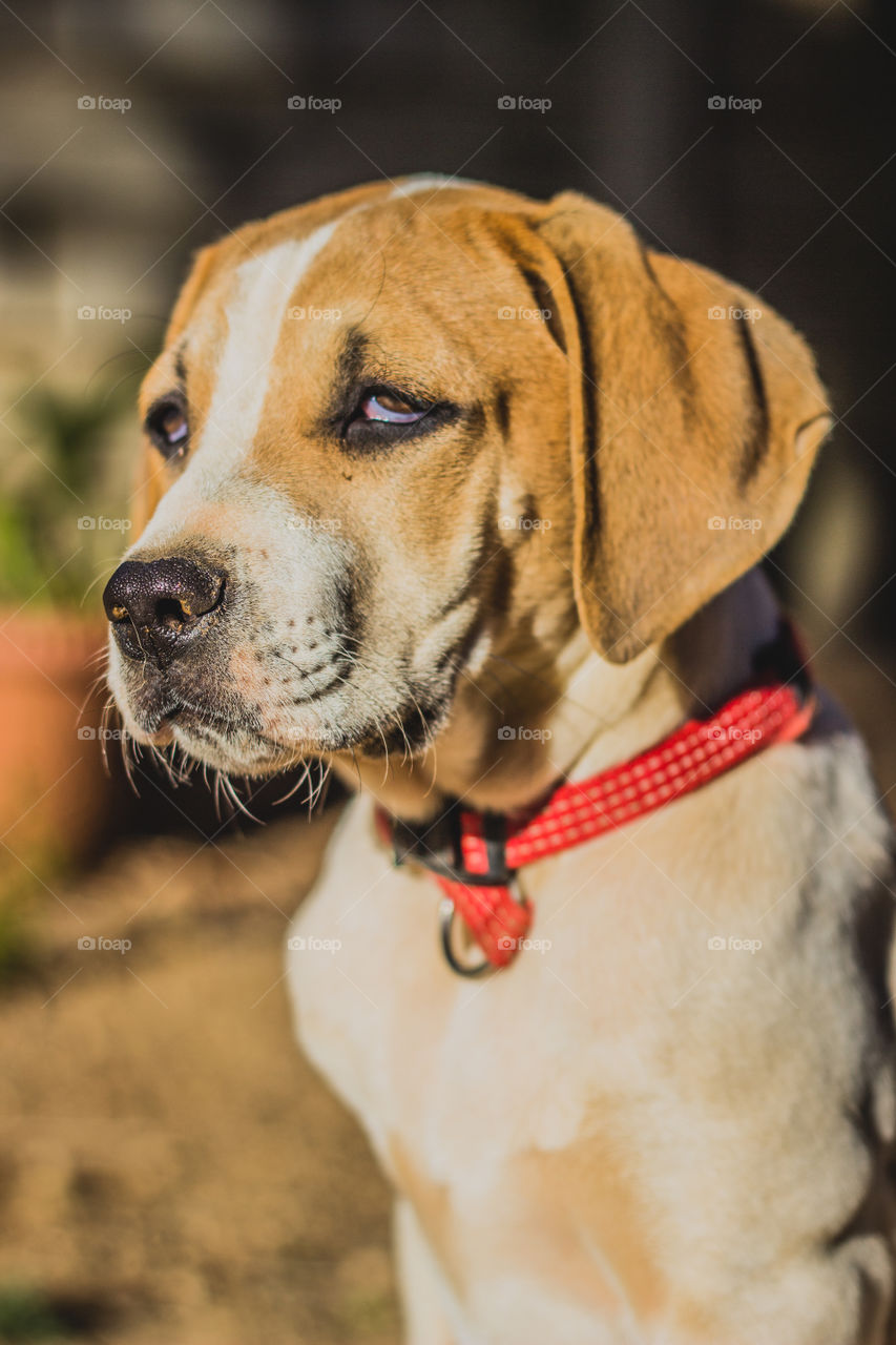 puppy with red collar in the sun