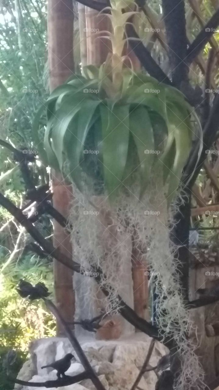 Weird Plant