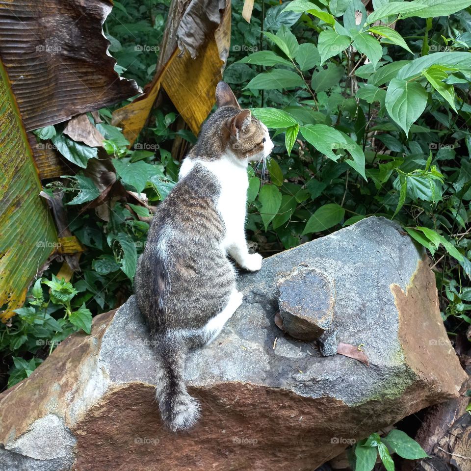 Cute cat sitting on a rock in a plantation