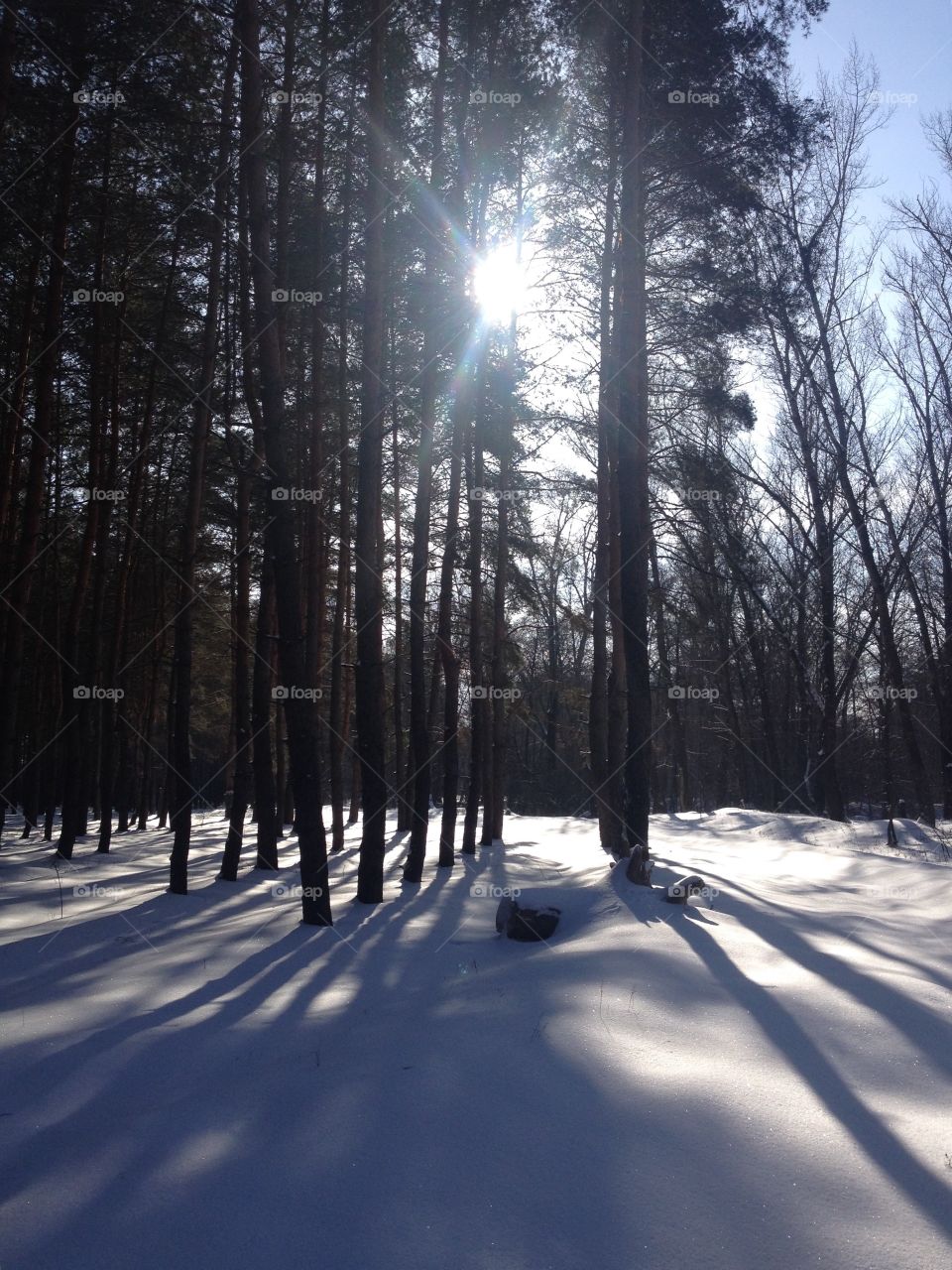 Wintertime in the forest