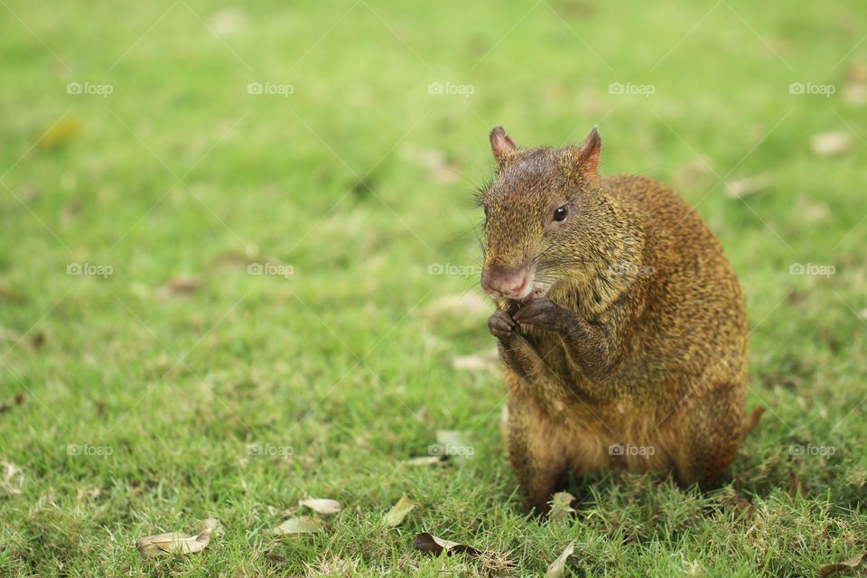 sereke wild roedor of mexico