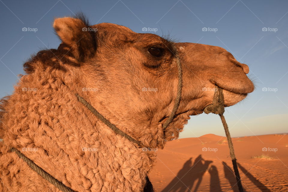 Dromedary at Sahara desert, Morroco