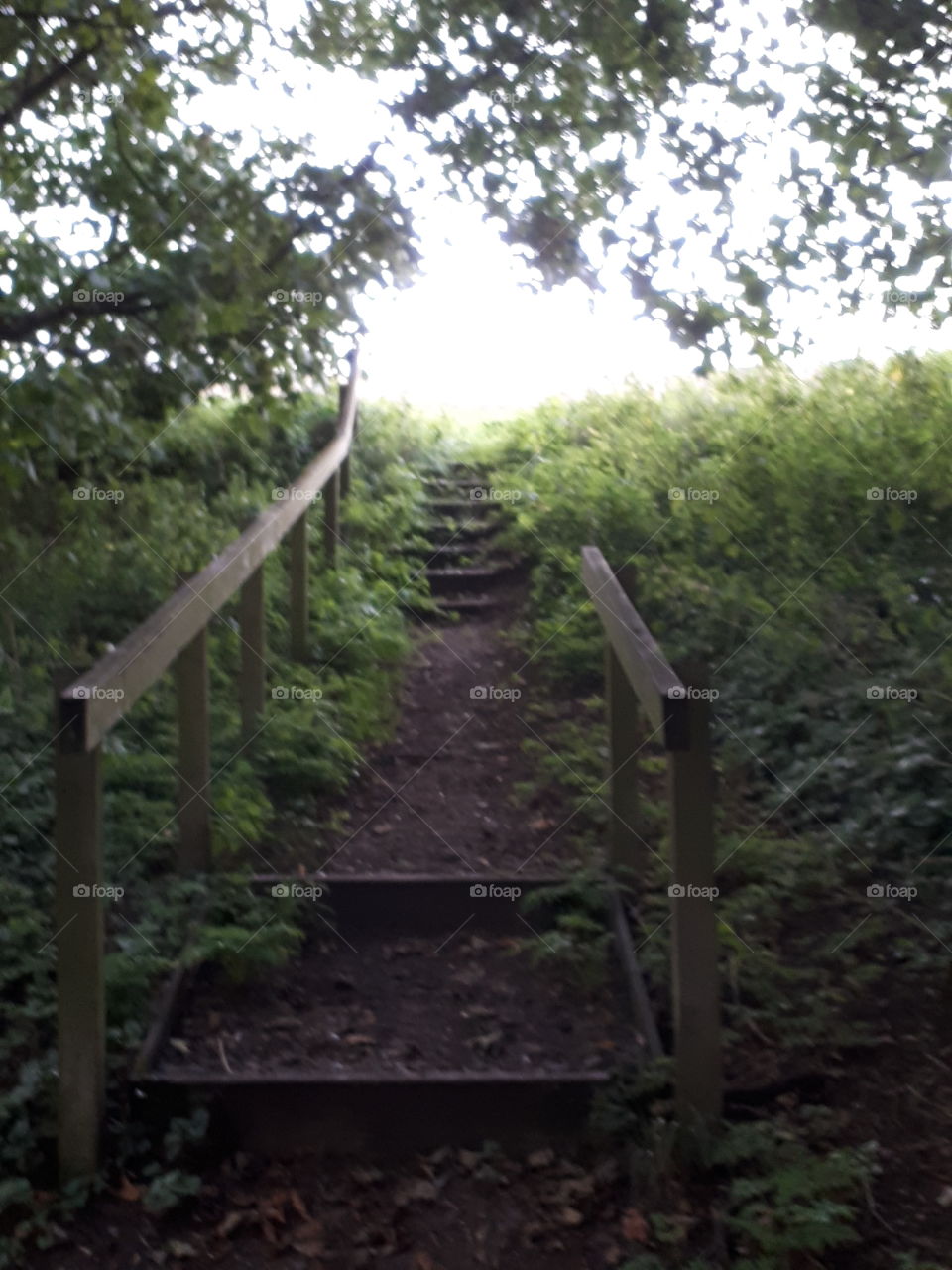 Woodland Steps