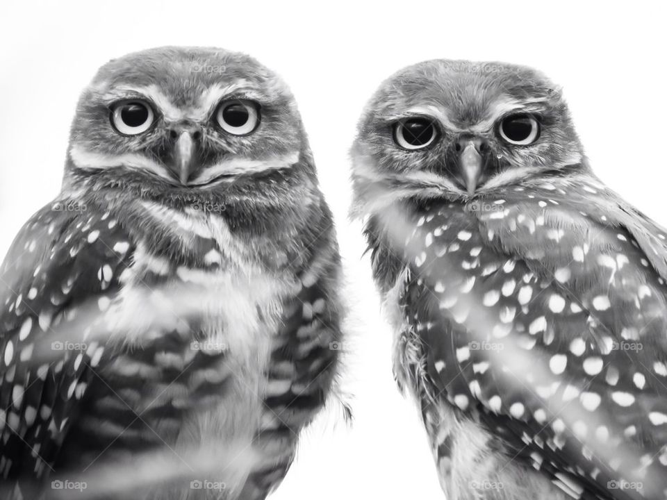 Little Owls