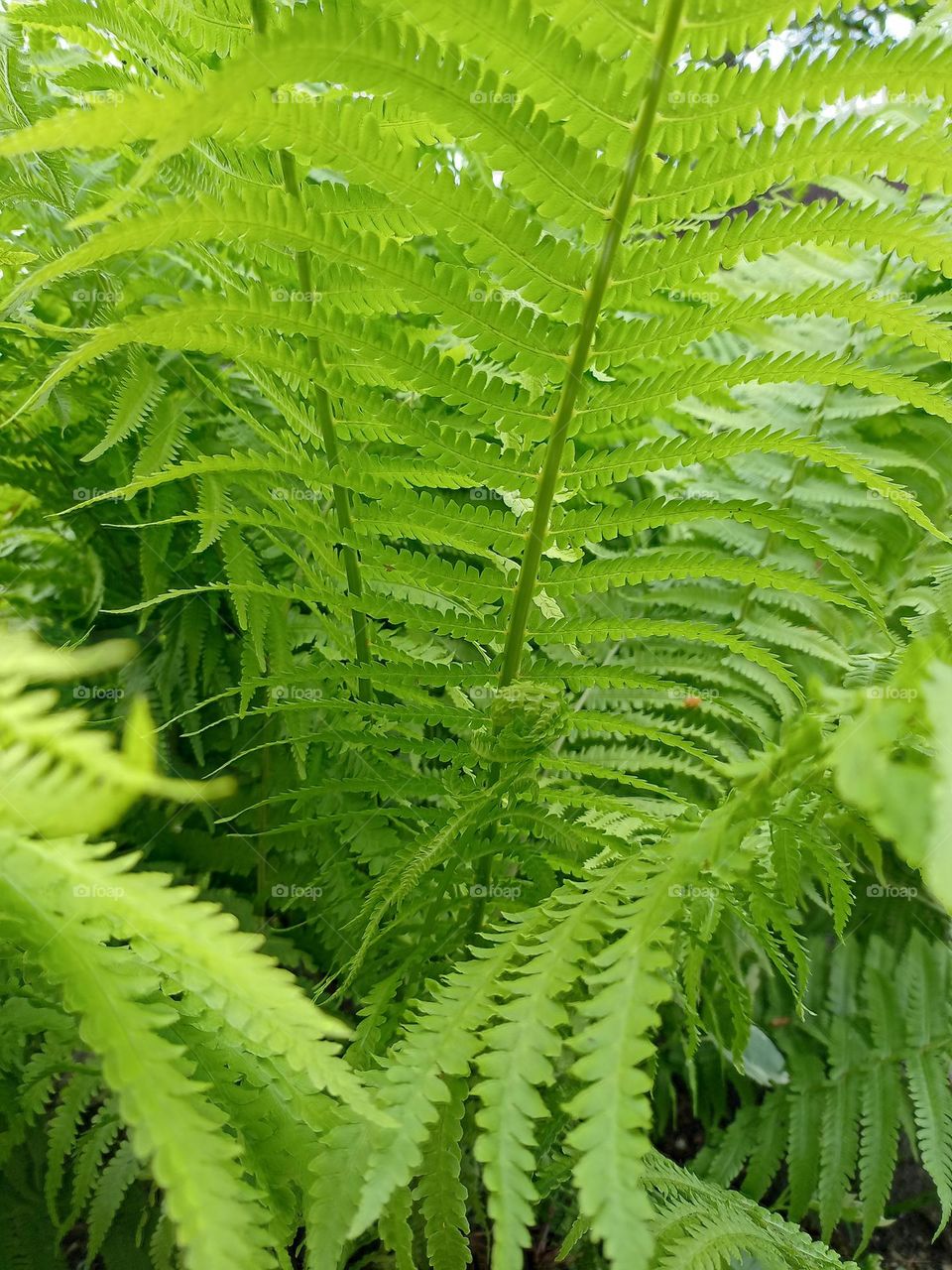fern