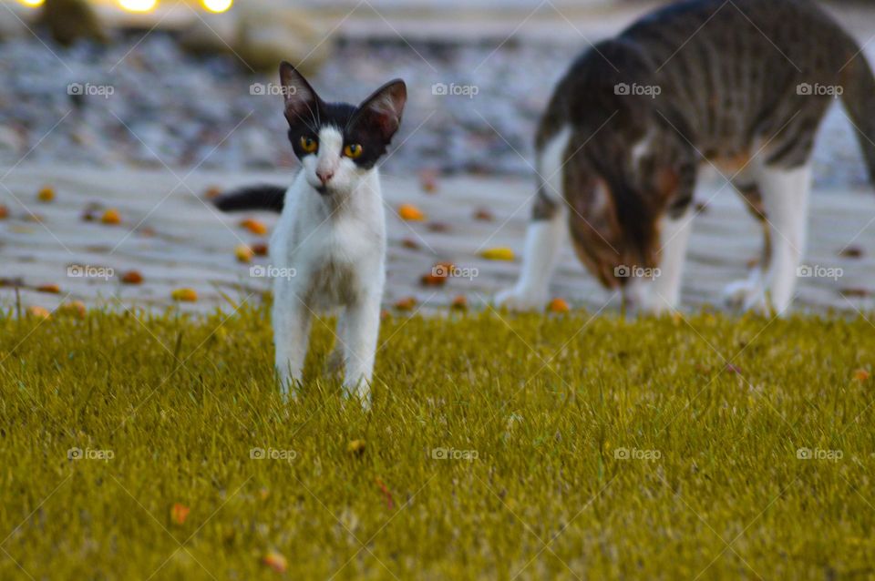 black and white cat picture taken by:DSLR camera nacon 300mm D3200