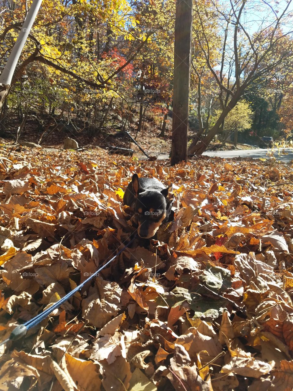 Miniature Pinscher in a pile of leaves