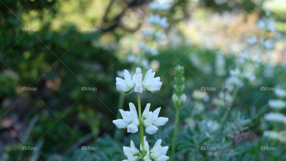 White flowers, Lupine