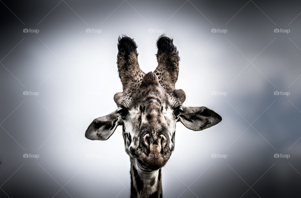 A centered composition shot of a giraffe