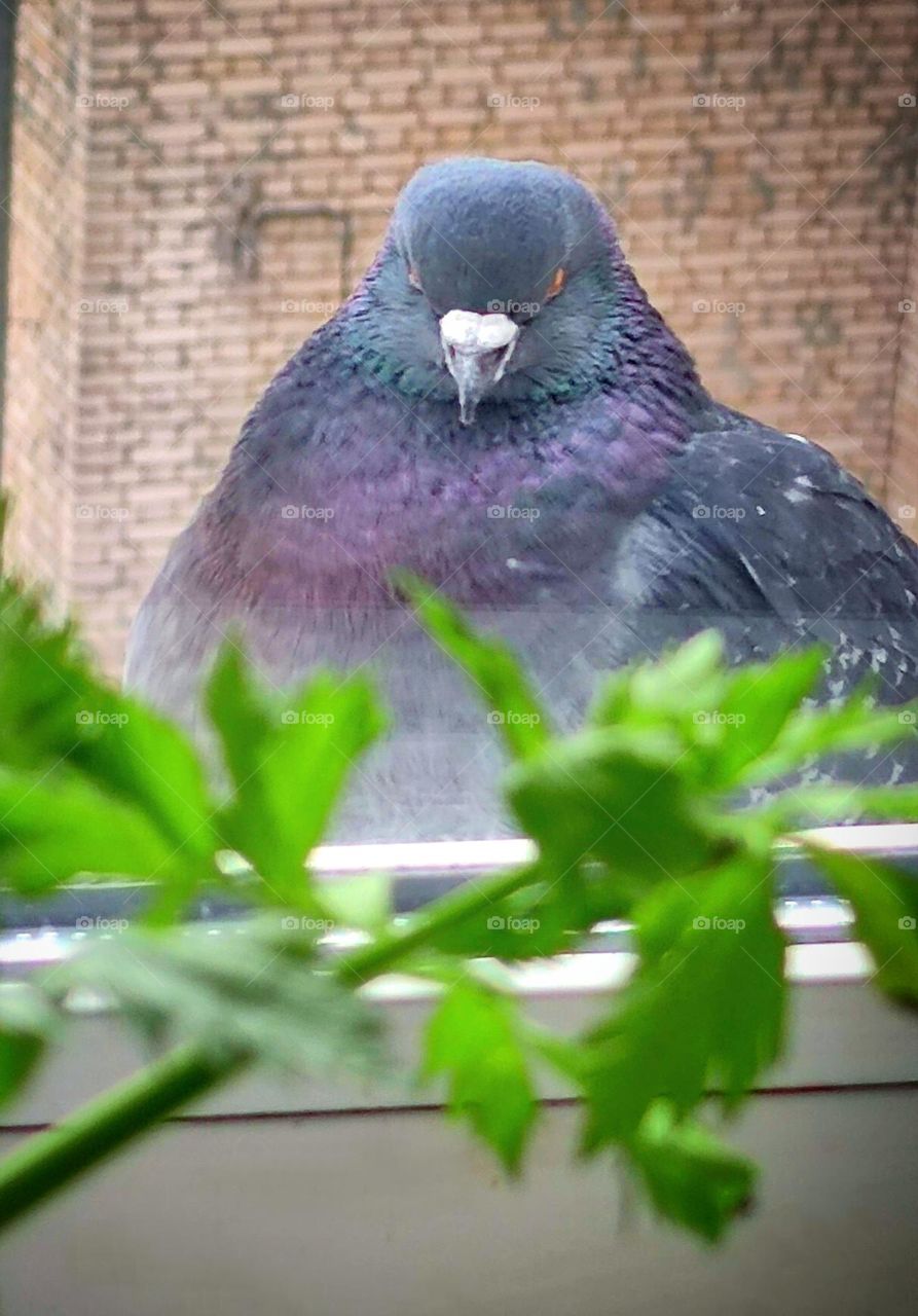 Anger. A dove sits on the visor of the street window. Posture and facial expressions show anger: ruffled feathers, head down and looking at the camera
