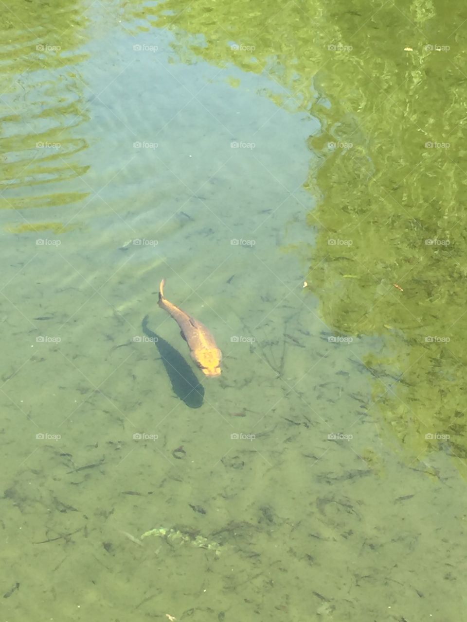 A golden koi swiftly swimming in a pond at the Gedies Vailly in LA.