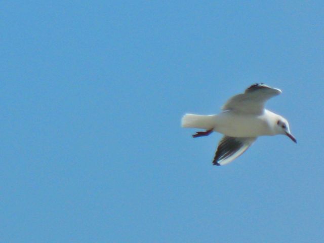 gull чайка