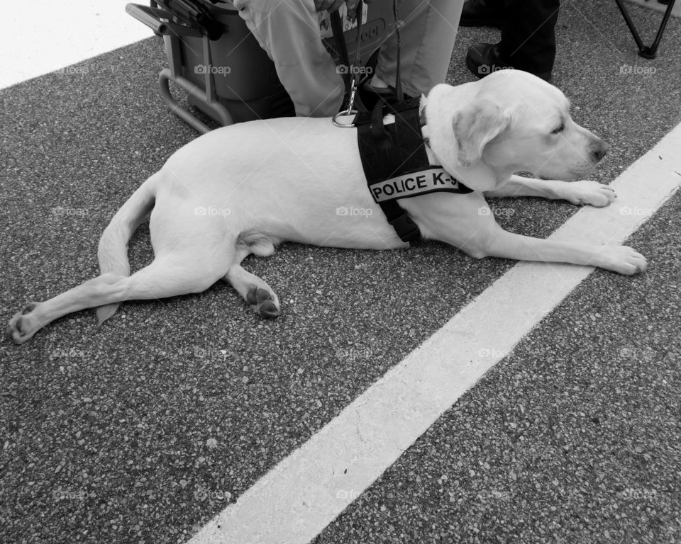 Police dog lying on floor