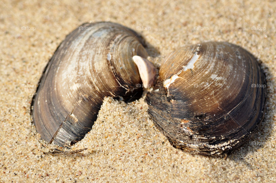 seashell on the beach of the Baltic sea coast in Poland