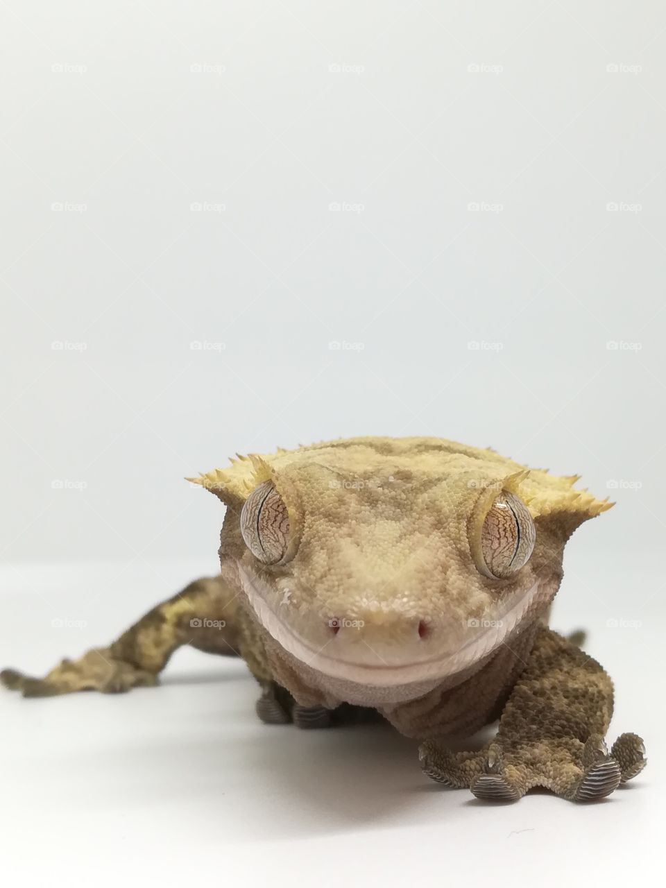 Angry Crested Gecko glare