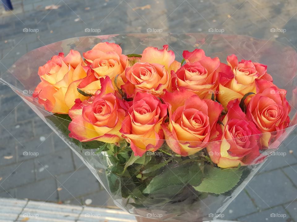 Beautiful Roses in two color