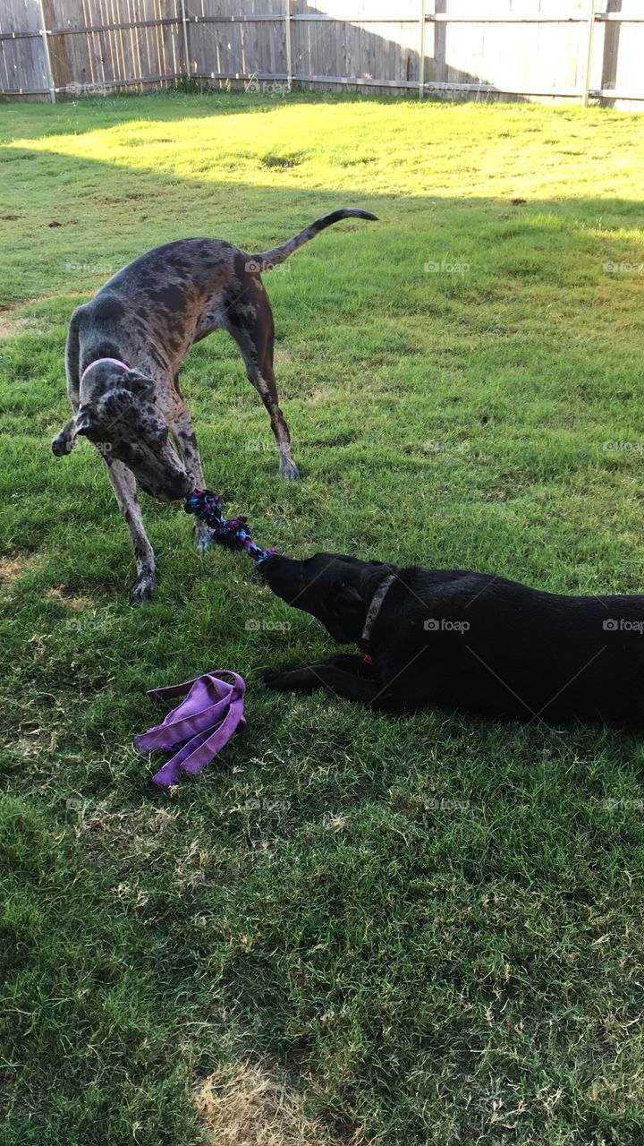 Tug O' War
