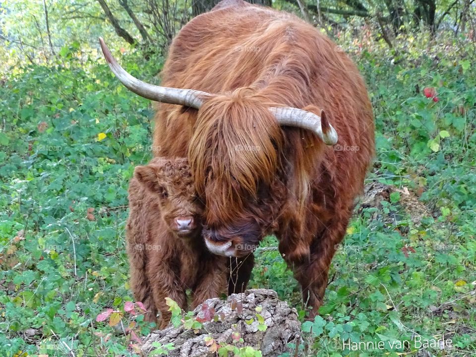 Scottish Highlander and her baby