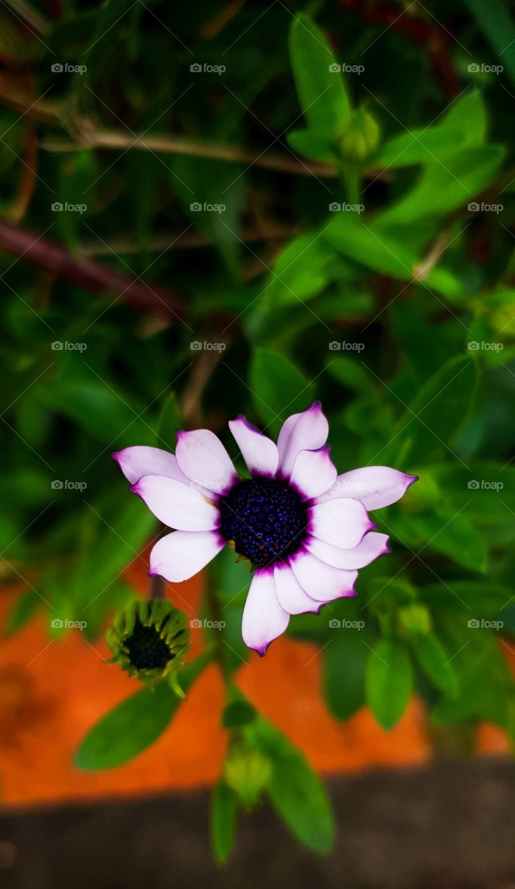 Gerbera Purple Daisy Missing A Petal