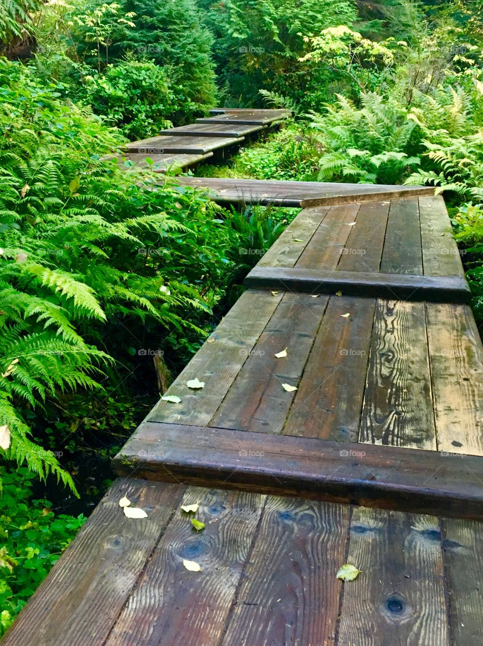 Forest Trail